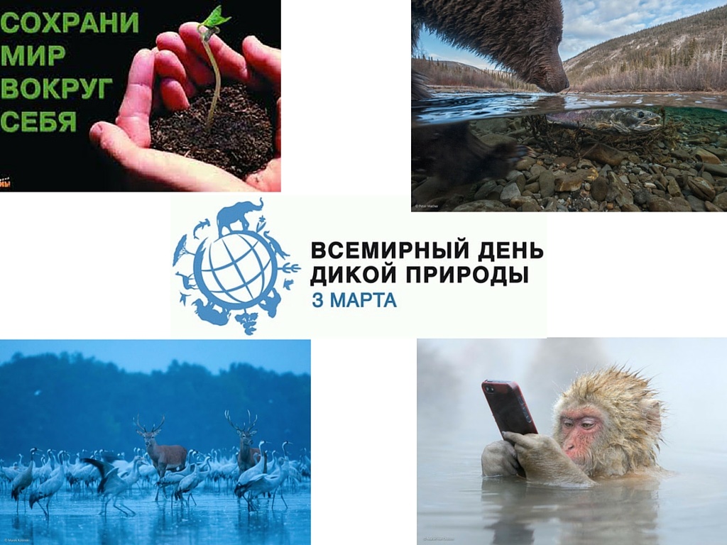 Всемирный день дикой природы презентация